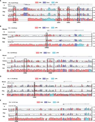 Role of CNSs Conserved Distal Cis-Regulatory Elements in CD4 + T Cell Development and Differentiation